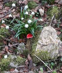 Attēlu rezultāti vaicājumam “Leucojum vernum var. vernum flower”