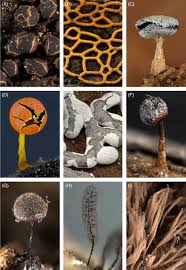 Attēlu rezultāti vaicājumam “Cribraria piriformis stalked”