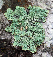 Attēlu rezultāti vaicājumam “Menegazzia terebrata”