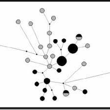 Image result for Argyrosomus inodorus