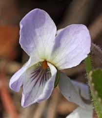 Attēlu rezultāti vaicājumam “Viola collina”