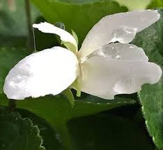 Attēlu rezultāti vaicājumam “Viola riviniana leaf”