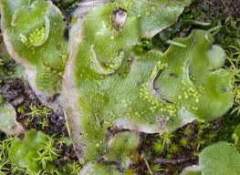 Attēlu rezultāti vaicājumam “Odontoschisma denudatum cells”