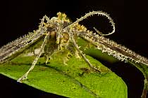 Attēlu rezultāti vaicājumam “Akanthomyces aculeatus”