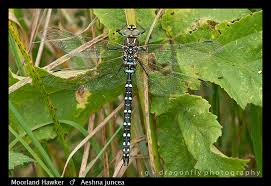Attēlu rezultāti vaicājumam “Aeshna juncea”