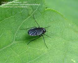 Attēlu rezultāti vaicājumam “Sciara analis”