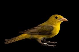 Image result for Piranga olivacea