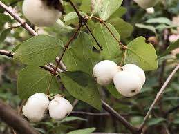 Attēlu rezultāti vaicājumam “Symphoricarpos albus fruit”