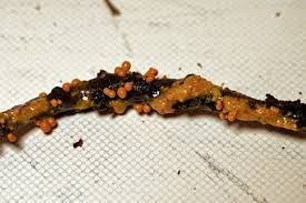 Attēlu rezultāti vaicājumam “Leocarpus fragilis spores”