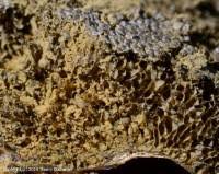 Attēlu rezultāti vaicājumam “Lindbladia tubulina”