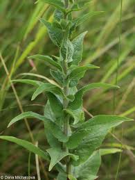Attēlu rezultāti vaicājumam “Campanula bononiensis”