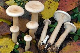 Attēlu rezultāti vaicājumam “Lycogala roseosporum macro”