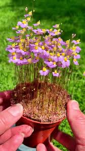 Image result for Utricularia