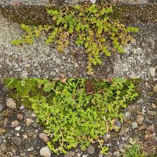 Attēlu rezultāti vaicājumam “Herniaria glabra”