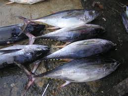 Image result for Thunnus albacares