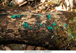 Attēlu rezultāti vaicājumam “Chlorociboria aeruginascens”