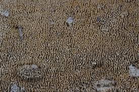 Attēlu rezultāti vaicājumam “Schizopora paradoxa”