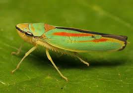 Attēlu rezultāti vaicājumam “Cicadellidae”