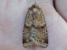 Attēlu rezultāti vaicājumam “Diarsia florida”