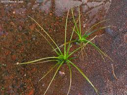 Attēlu rezultāti vaicājumam “Isoetaceae”