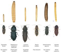 Attēlu rezultāti vaicājumam “Elateridae larva”