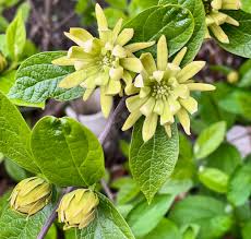 Attēlu rezultāti vaicājumam “Calycanthus floridus”