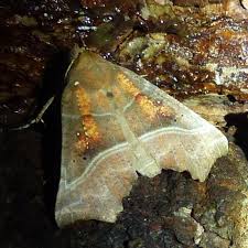 Attēlu rezultāti vaicājumam “Scoliopteryx libatrix”