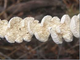 Attēlu rezultāti vaicājumam “Irpex lacteus”