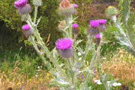 Image result for Onopordum acanthium