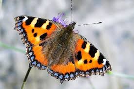Image result for Small Tortoiseshell