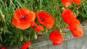 Image result for Mohn