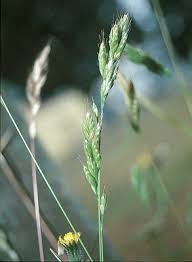 Attēlu rezultāti vaicājumam “Bromus hordeaceus subsp. hordaceus fruit”