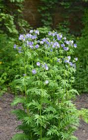 Attēlu rezultāti vaicājumam “Polemonium caeruleum flower”