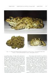 Attēlu rezultāti vaicājumam “Pseudepidalea viridis adult”