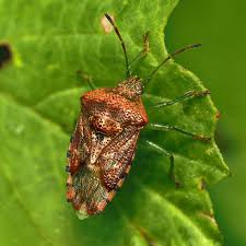 Attēlu rezultāti vaicājumam “Elasmucha grisea”