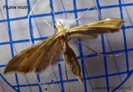 Attēlu rezultāti vaicājumam “Gillmeria pallidactyla”