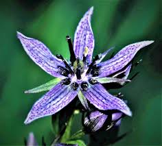 Attēlu rezultāti vaicājumam “Swertia perennis”