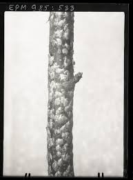 Attēlu rezultāti vaicājumam “Chionaspis salicis”