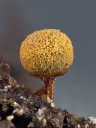 Attēlu rezultāti vaicājumam “Physarum oblatum macro”