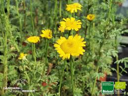 Image result for Färberkamille