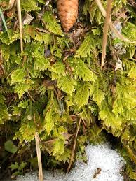 Attēlu rezultāti vaicājumam “Antitrichia curtipendula sporophyte”