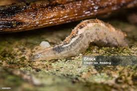 Attēlu rezultāti vaicājumam “Syrphus larva”