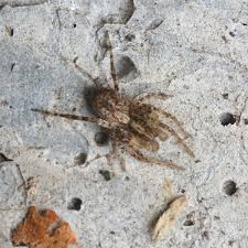 Attēlu rezultāti vaicājumam “Anyphaena accentuata male”