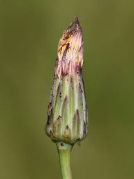 Attēlu rezultāti vaicājumam “Hypochaeris radicata bud”