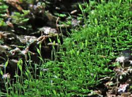 Attēlu rezultāti vaicājumam “Fissidens arnoldii sporophyte”