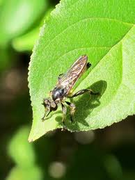 Attēlu rezultāti vaicājumam “Choerades sp.”