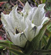 Attēlu rezultāti vaicājumam “Gentianaceae”