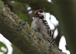 Attēlu rezultāti vaicājumam “Dendrocopos minor”