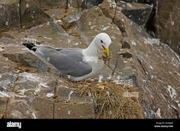 Attēlu rezultāti vaicājumam “Larus argentatus nest”