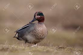 Attēlu rezultāti vaicājumam “Anas crecca male”